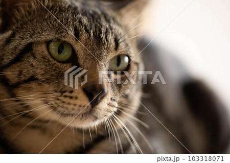 猫　横向き 103318071