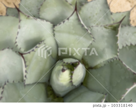 blurred background with agave cactus 103318140