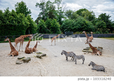 Giraffes and zebras in a wildlife park, zoo safari on sunny summer day. Activity for families with children. 103318240