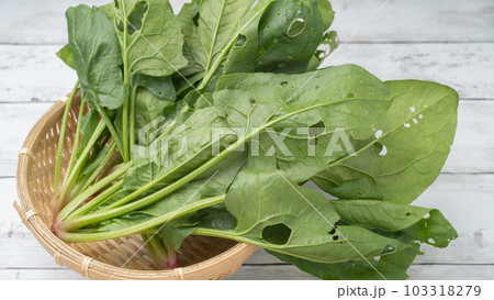 虫食いで穴だらけのホウレン草 103318279
