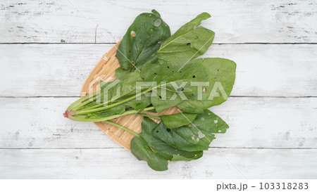 虫食いで穴だらけのホウレン草 103318283