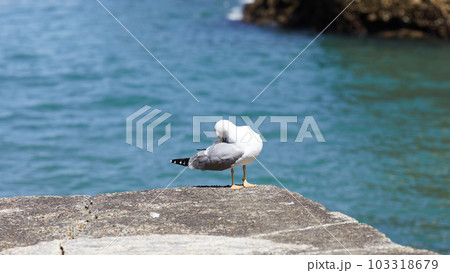 seagulls perched on the hand rail of the pier 103318679