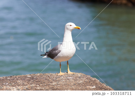 seagulls perched on the hand rail of the pier 103318711
