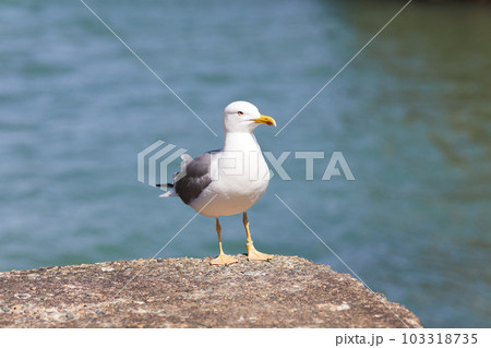 seagulls perched on the hand rail of the pier seagulls perched on the hand rail of the pier 103318735