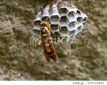 一匹のキアシナガバチから始まったハチの巣作り 103318901