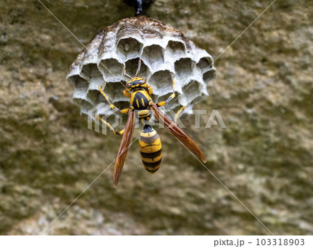 一匹のキアシナガバチから始まったハチの巣作り 一匹のキアシナガバチから始まったハチの巣作り 103318903