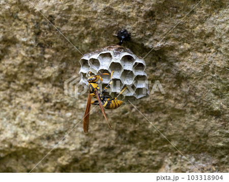 一匹のキアシナガバチから始まったハチの巣作り 103318904