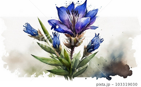 リンドウの花の水彩画