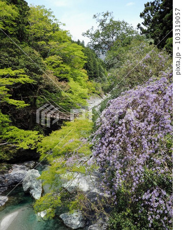 【徳島県三好市西祖谷】祖谷のかずら橋と山藤3 【徳島県三好市西祖谷】祖谷のかずら橋と山藤3 103319057
