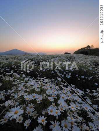 フラワーパーク浦島の朝焼け風景【香川県三豊市詫間町】32 フラワーパーク浦島の朝焼け風景【香川県三豊市詫間町】32 103319058