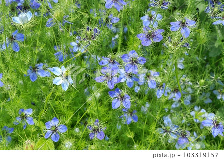 ニゲラ（クロタネソウ） 103319157