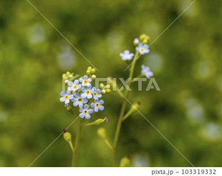 沢山咲いているキュウリグサの花 103319332