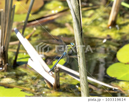 池の枯れ草にとまっているクロスジギンヤンマ 103319614
