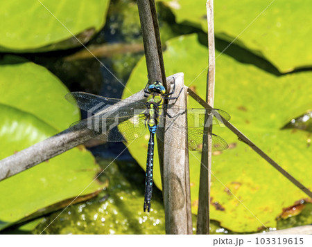 池の枯れ草にとまっているクロスジギンヤンマ 池の枯れ草にとまっているクロスジギンヤンマ 103319615