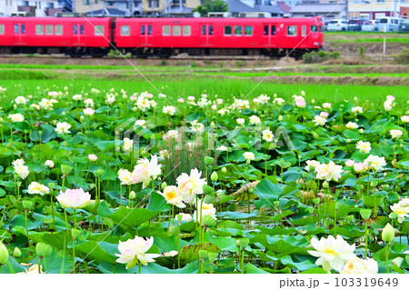 ハスの花畑と赤い名鉄電車 103319649