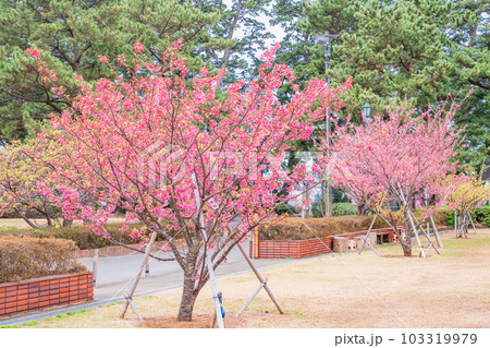 （静岡県）西伊豆土肥金山の、日本一早咲きの土肥桜 103319979