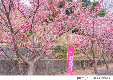 （静岡県）西伊豆土肥金山の、日本一早咲きの土肥桜 103319983