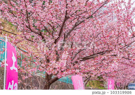 （静岡県）西伊豆土肥金山の、日本一早咲きの土肥桜 103319986
