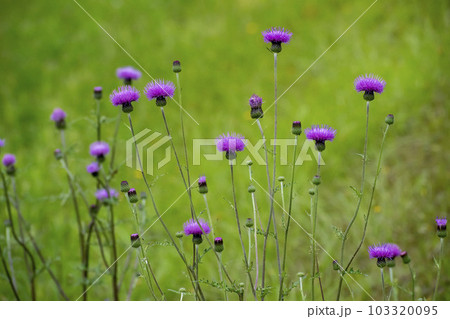 草原に咲く野アザミの花 103320095