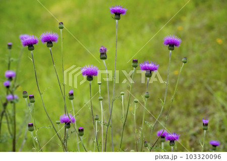 草原に咲く野アザミの花 103320096