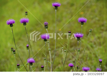 草原に咲く野アザミの花 103320097