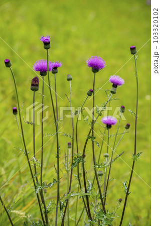 草原に咲く野アザミの花 草原に咲く野アザミの花 103320102