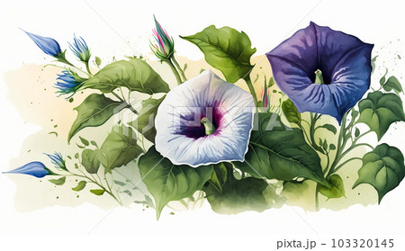 アサガオの花の水彩画