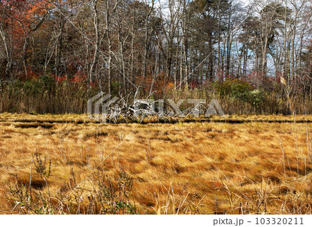 Autumn colors in wetlands marxh of Gardiners PArk Long Island 103320211