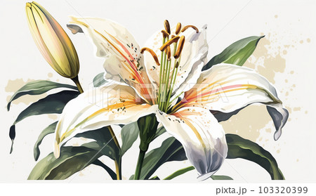 ユリの花の水彩画