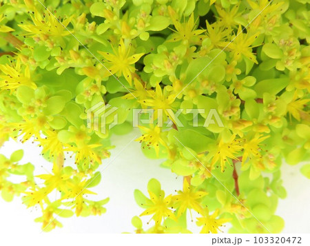 黄金丸葉万年草 103320472