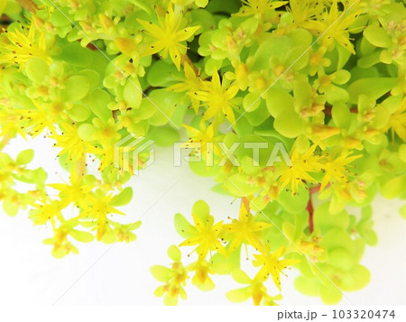 黄金丸葉万年草 103320474