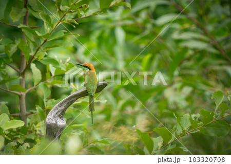 Green Bee-Eater, Little Green bee-eater, Merops Orientalis 103320708