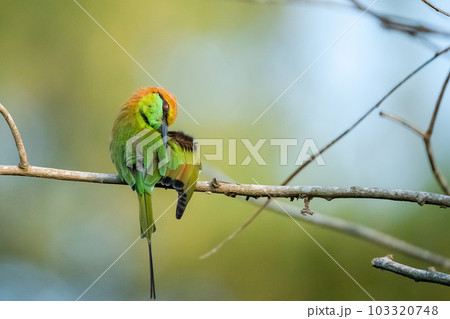 Green Bee-Eater, Little Green bee-eater, Merops Orientalis Green Bee-Eater, Little Green bee-eater, Merops Orientalis 103320748