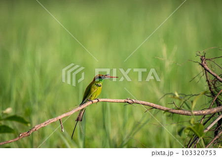 Green Bee-Eater, Little Green bee-eater, Merops Orientalis 103320753