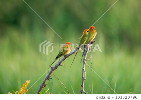 Green Bee-Eater, Little Green bee-eater, Merops Orientalis 103320796