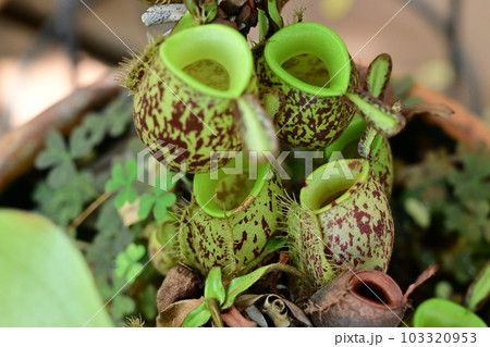 ツボウツボカズラ（ウツボカズラ科）食中植物 103320953
