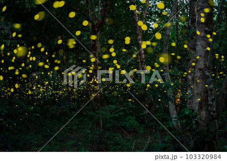 Firefly lightning bug in the rainforest at night Firefly lightning bug in the rainforest at night 103320984