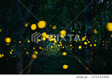 Firefly lightning bug in the rainforest at night Firefly lightning bug in the rainforest at night 103320988