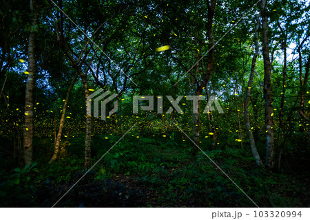 Firefly lightning bug in the rainforest at night Firefly lightning bug in the rainforest at night 103320994