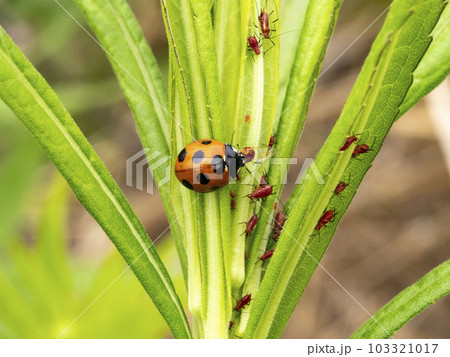 セイタカアワダチソウでアブラムシを捕食しているナナホシテントウ 103321017
