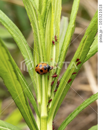 セイタカアワダチソウでアブラムシを捕食しているナナホシテントウ セイタカアワダチソウでアブラムシを捕食しているナナホシテントウ 103321018