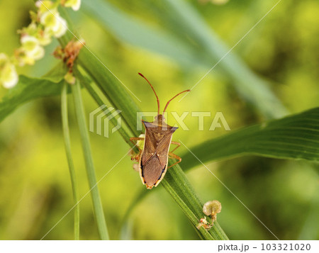 草にいるハリカメムシ 草にいるハリカメムシ 103321020