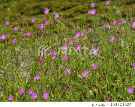 沢山咲いているアカバナユウゲショウ 沢山咲いているアカバナユウゲショウ 103321024