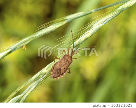 植物の上にいるホシハラビロヘリカメムシ 103321025