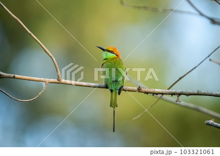 Green Bee-Eater, Little Green bee-eater, Merops Orientalis Green Bee-Eater, Little Green bee-eater, Merops Orientalis 103321061