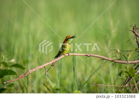 Green Bee-Eater, Little Green bee-eater, Merops Orientalis 103321068