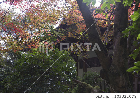 もみじと清龍宮拝殿　醍醐寺 103321078