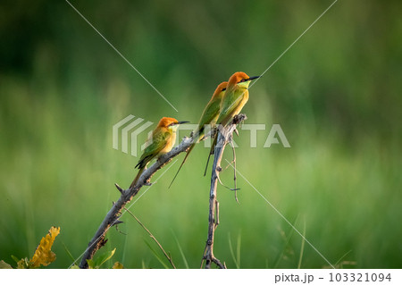 Green Bee-Eater, Little Green bee-eater, Merops Orientalis 103321094