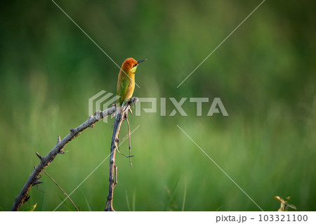Green Bee-Eater, Little Green bee-eater, Merops Orientalis Green Bee-Eater, Little Green bee-eater, Merops Orientalis 103321100