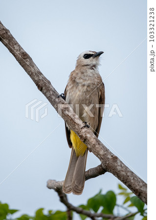 Yellow-vented Bulbul, Pycnonotus goiavier Yellow-vented Bulbul, Pycnonotus goiavier 103321238